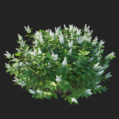 Hydrangea paniculata Tardiva — Вид 2