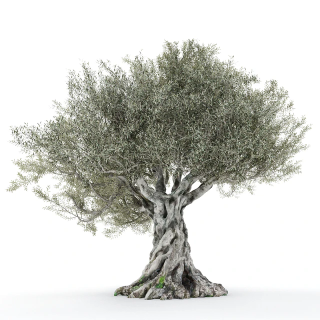 Olive tree 2 — Descargar