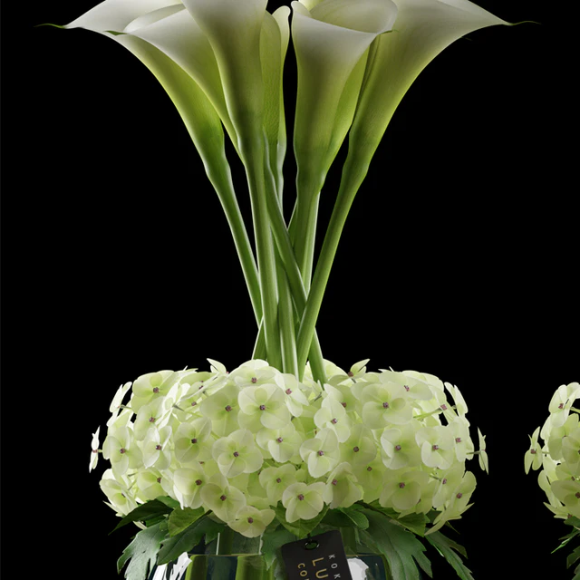 CALLA LILY — Descargar