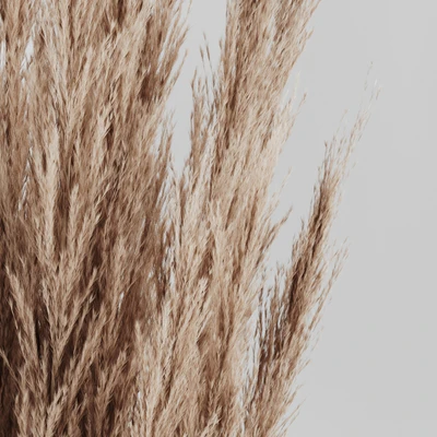 A bunch of Pampas 4 — Ver 4