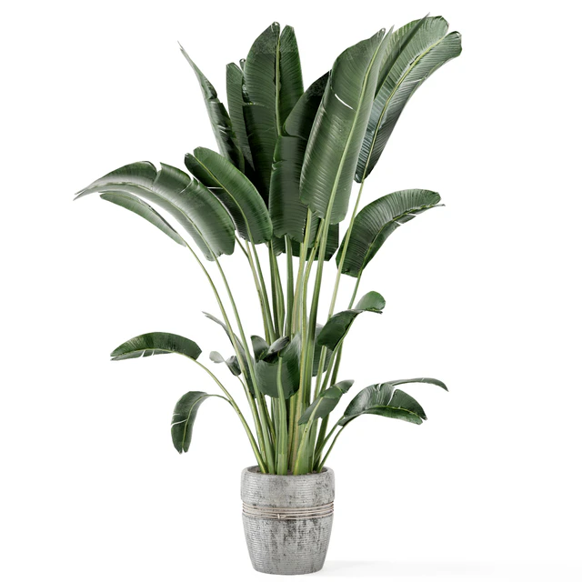 Indoor Plants in rusty Concrete Pot - Set 124 — Download
