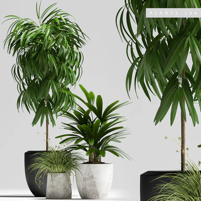 PLANTS 134 — Вид 1