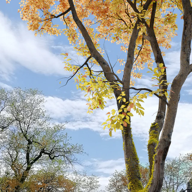 Autumn American beech — Descargar