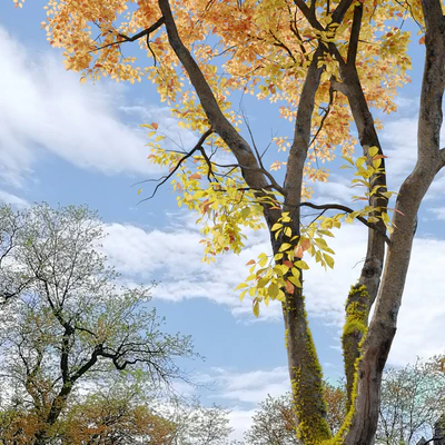 Autumn American beech — Ver 6