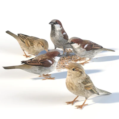House Sparrow / 1 — Ver 2