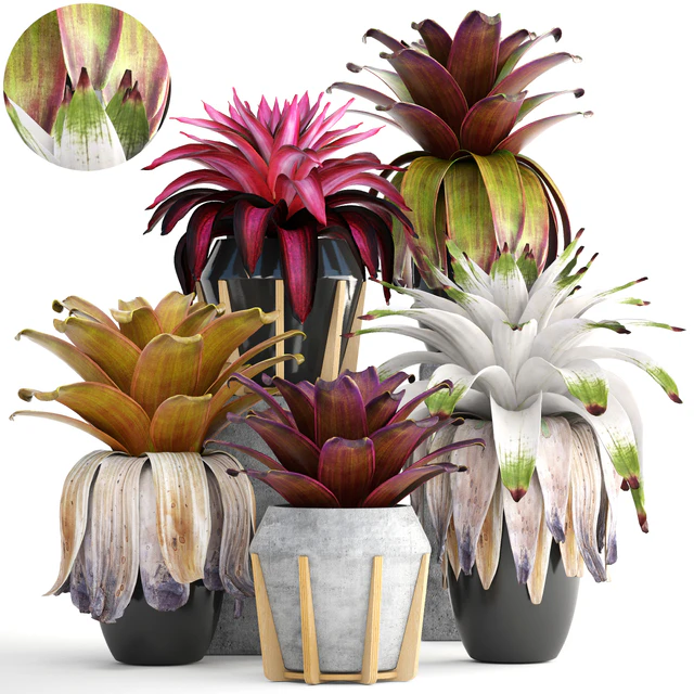 Экзотический цветок 153. Bromelia, Куст, растения, горшок, вазон, Бромелия, ботанический, сад, декоративный, тропический — Скачать