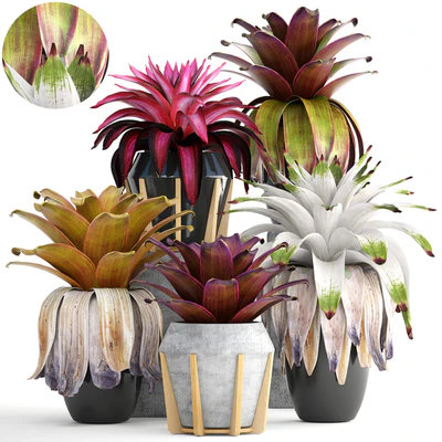 Экзотический цветок 153. Bromelia, Куст, растения, горшок, вазон, Бромелия, ботанический, сад, декоративный, тропический — Вид 1