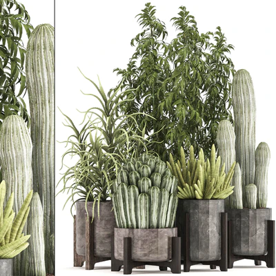 Collection of plants 325. Cactus, thickets, indoor plants, concrete, pot, bamboo, aloe, cactus, desert plants, thickets, outdoor — Ver 1