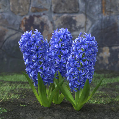 garden flowers 010 — Descargar