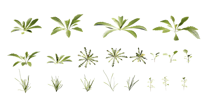 curbside weeds 001 — Скачать