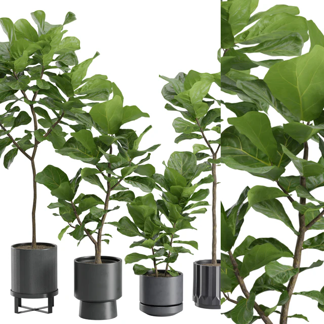 Ficus Lyrata in Dark Planters — Descargar