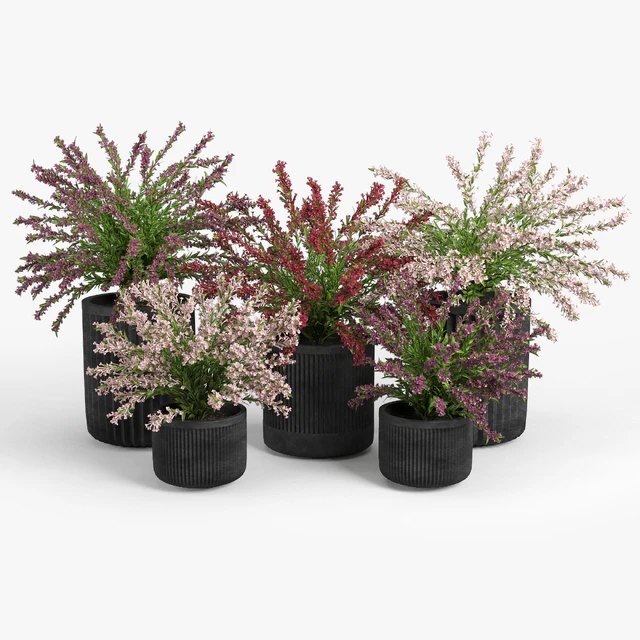 Cozzo planter weigela — Download