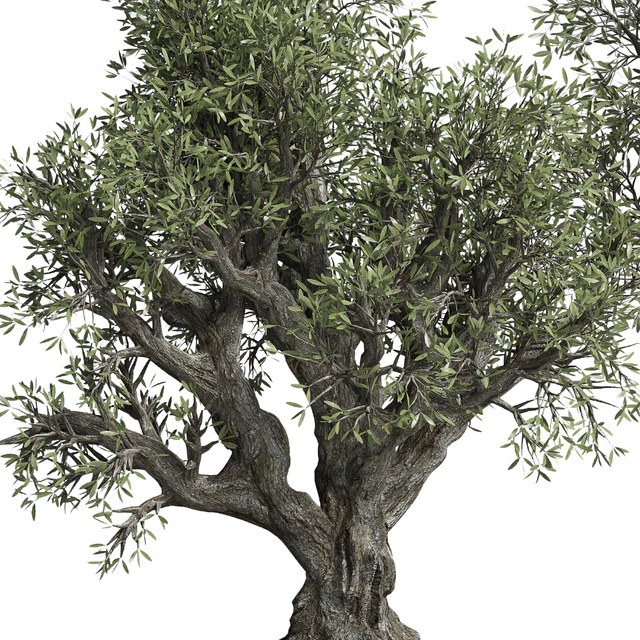 Collection outdoor plant 38 pot old olive tree concrete old vase — Descargar