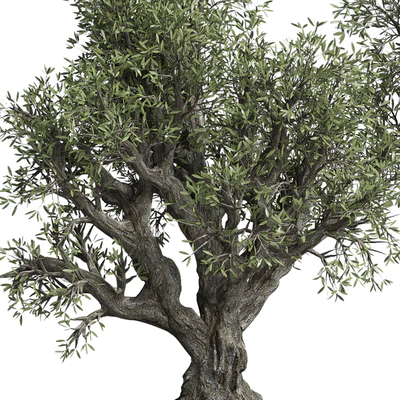 Collection outdoor plant 38 pot old olive tree concrete old vase — Ver 7