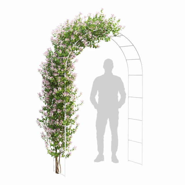 Lonicera flowering # 1 — Descargar