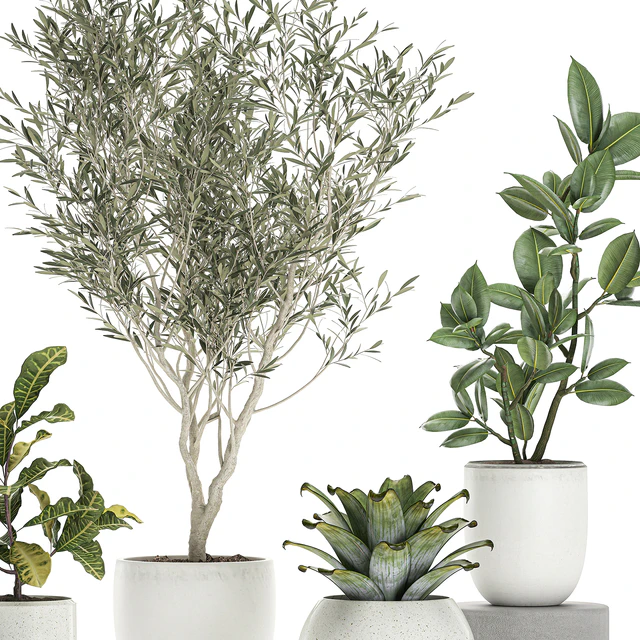 Collection of small ornamental plants in white pots with Olive tree, ficus, croton, bromelia, sapling. Set 676 — Descargar