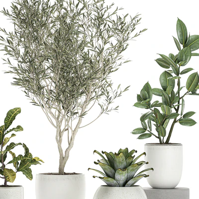 Collection of small ornamental plants in white pots with Olive tree, ficus, croton, bromelia, sapling. Set 676 — Ver 5