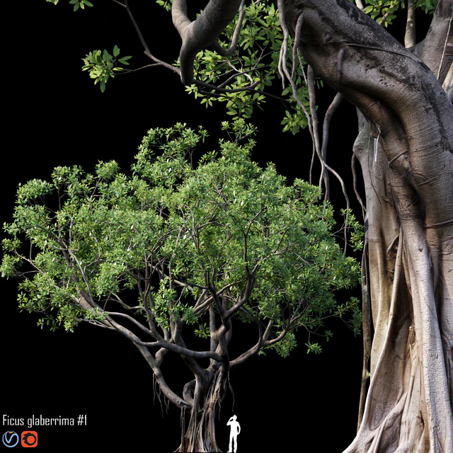 Ficus — Descargar