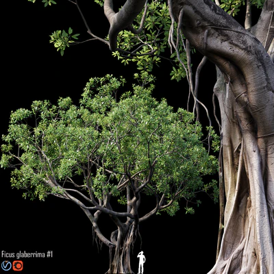 Ficus — Ver 1
