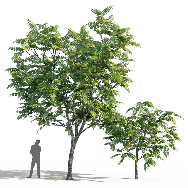 Juglans mandshurica trees (Орех маньчжурский ) — Скачать