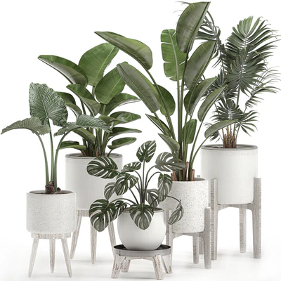 Collection of small plants in white pots on legs with Strelitzia, banana palm, hovea, monstera, alokasia. Set 557. — Ver 1