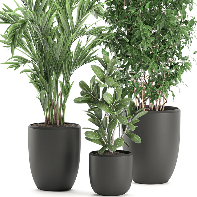 Collection of plants in black pots with Ficus benjamin, palm, hovea, neanta. Set 567. — Descargar