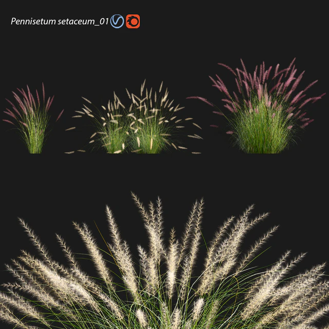 Pennisetum setaceum 01 — Descargar