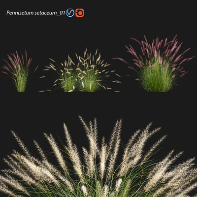 Pennisetum setaceum 01 — Descargar