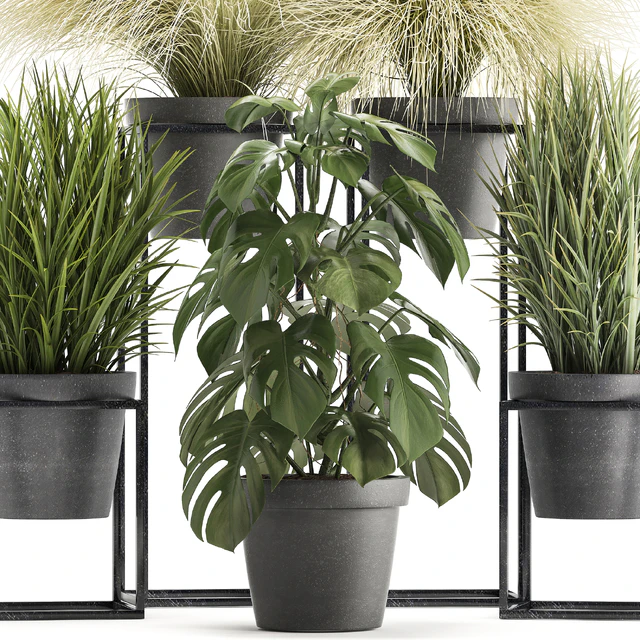 Plant collection 316. Grass, tussock, monstera, pot, flowerpot, indoor, small, flower stand, bush, outdoor, concrete — Descargar