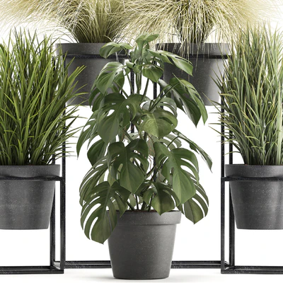 Plant collection 316. Grass, tussock, monstera, pot, flowerpot, indoor, small, flower stand, bush, outdoor, concrete — Ver 2
