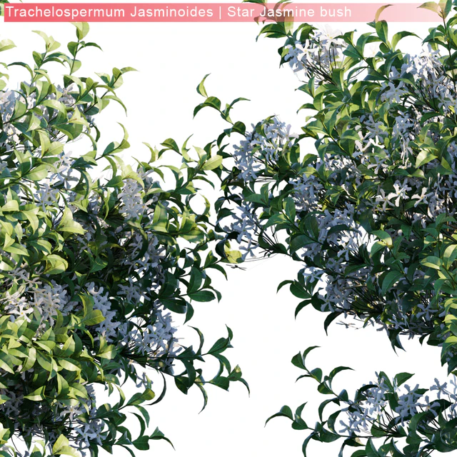 Trachelospermum Jasminoides | Star jasmine bush — Descargar