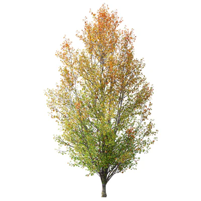 Autumn pear tree 02 — Ver 4