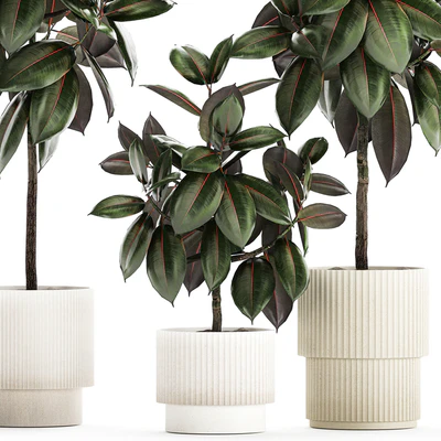 Plant collection 1432 — Ver 5