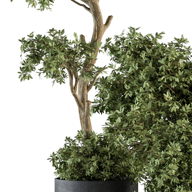 Outdoor Plant Set 373 - Plant Set in Concrete Pot — Скачать