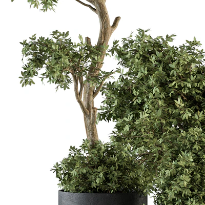 Outdoor Plant Set 373 - Plant Set in Concrete Pot — Вид 4