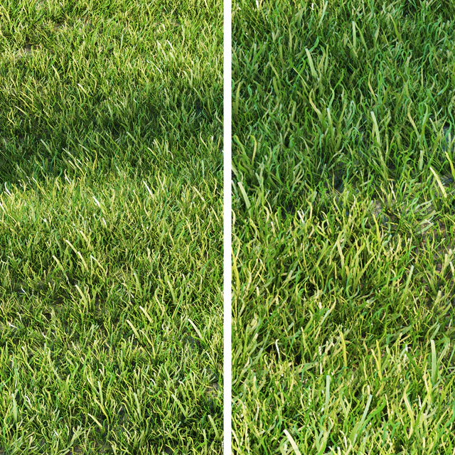 Grass for landscaping — Descargar