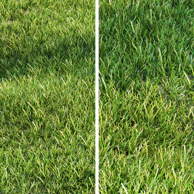Grass for landscaping — Ver 2