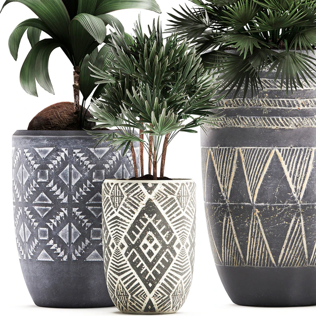Collection of small plants in ethnic aged pots with coconut nutsifera, fan palm, Rhapis . Set 475. — Descargar