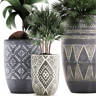 Collection of small plants in ethnic aged pots with coconut nutsifera, fan palm, Rhapis . Set 475. — Ver 3