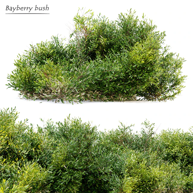 Bayberry bush — Скачать