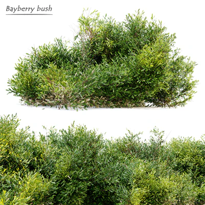 Bayberry bush — Вид 1