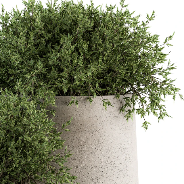 Outdoor Plants tree in Concrete pot - Set 125 — Скачать