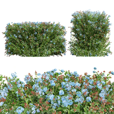 New Plant Ceratostigma Plumbaginoides Bleiwurz Box — Ver 1