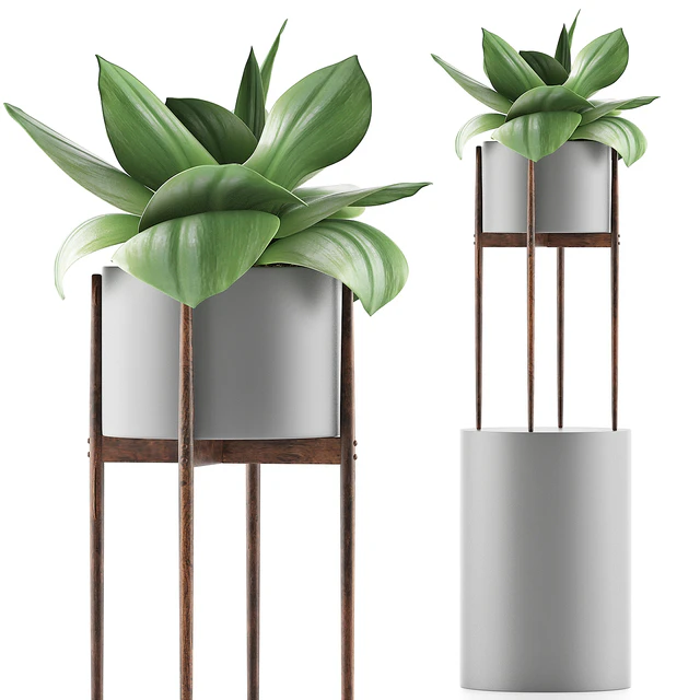 Plants Collection 85 Agave — Скачать