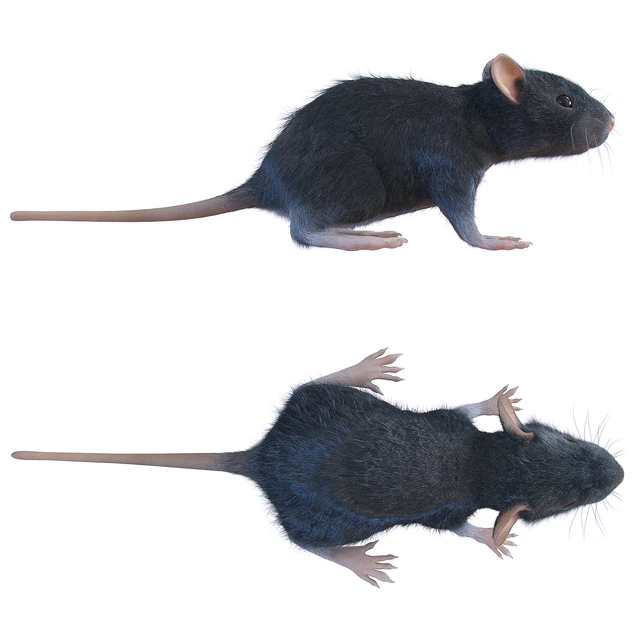 Rat — Descargar