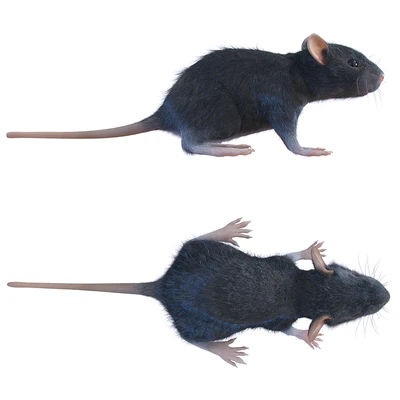 Rat — Ver 5