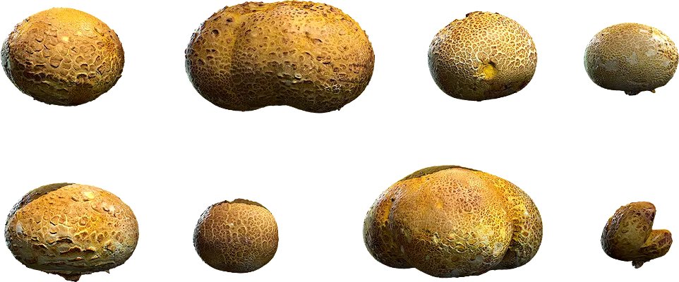 puffball mushrooms 001 — Descargar