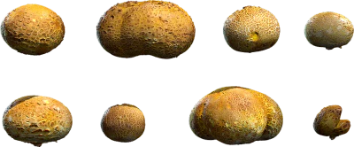 puffball mushrooms 001 — Descargar