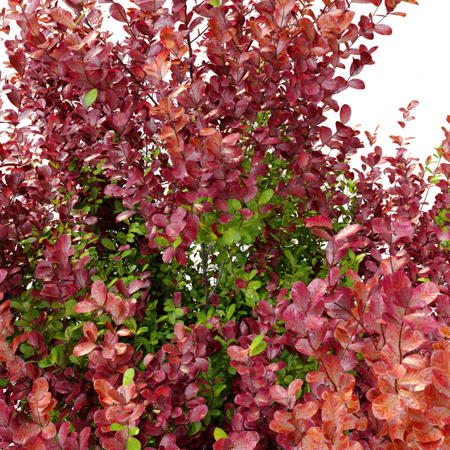 Barberry shrub — Скачать