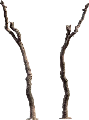 pruned tree 002 — Descargar